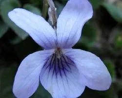 Florecillas del  campo