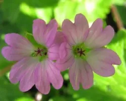Florecillas del campo