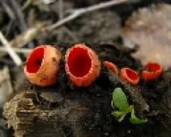 Sarcoscypha coccinea