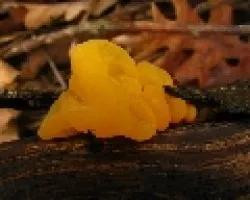Hongo gelatinoso