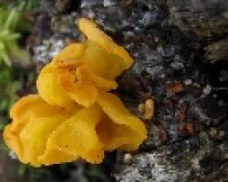 Hongo gelatinoso