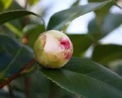 La Camelia