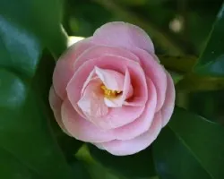 La camelia