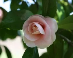 La camelia