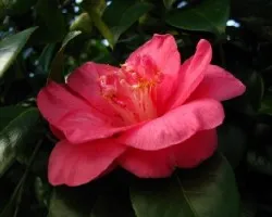 La camelia