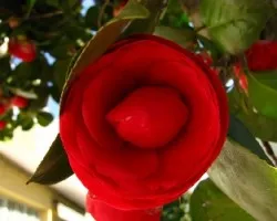 La camelia