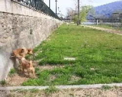 Marcando territorio