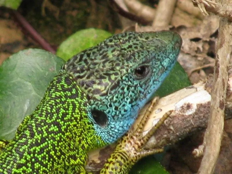 Foto