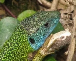 Lagarto de cabeza azul