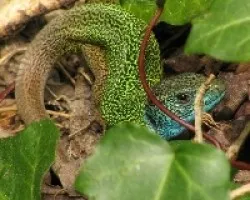Lagarto de cabeza azul