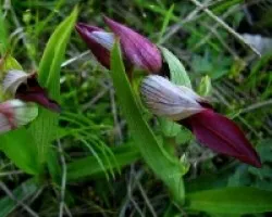 Orquideas silvestres (Serapias neglecta)