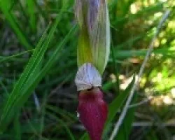 Orquideas silvestres (Serapias negrecta)