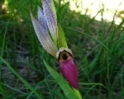        Orquideas silvestres (Serapias neglecta)