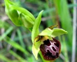 Orquideas silvestres