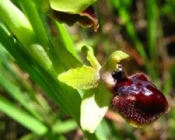 Orquideas silvestres