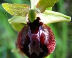 Orquideas silvestres