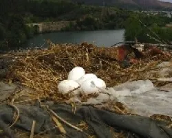 Un nido con vistas y cuatro huevos