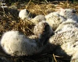 Los pollitos de las cigíÂ¼e?as