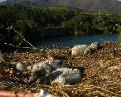 Los pollitos de las cigíÂ¼e?as