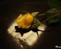 Flores y luz 