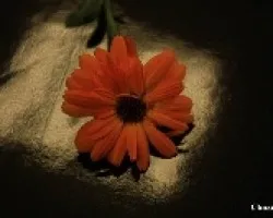 Flores y luz