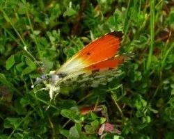 Anthocharis cardamines