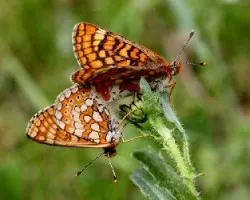 Euphydryas aurinia