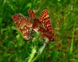 Cópula de Euphydryas aurinia