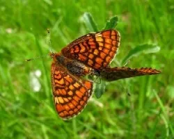 Cópula de Euphydryas aurinia