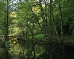 Reflejos