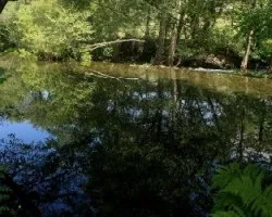 Reflejos