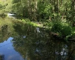 Reflejos