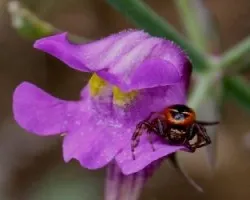 Espuela de Cuco- flor silvestre