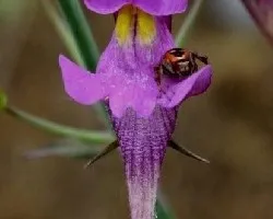 Espuela de Cuco-Flor silvestre