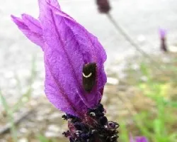 Flor de lavanda