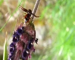 Flor de lavanda con ara?ita