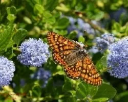 Euphdryas aurinia