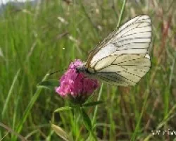 Aporia cralaegi  (Blanca del Majuelo)