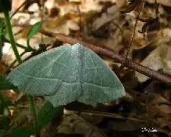 mariposa sin nombre...?