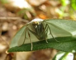 mariposa sin nombre...?
