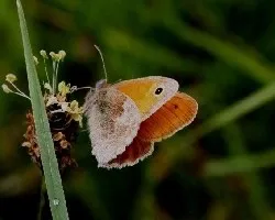 Ninfa de Linné (Coenonympha pamphilus L)