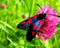 Zygaena carniolica Scop.