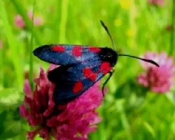 Zygaena carniolica Scop.