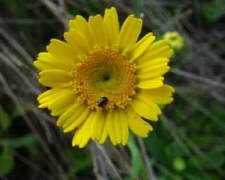 un bichito que hace su casita con petalos de margarita