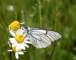 Aporia crataegi