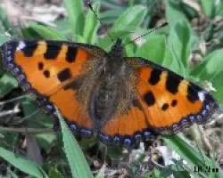 Ortiguera (Aglais urticae