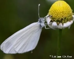 Leptidae sinapis (Blanca esvelta)