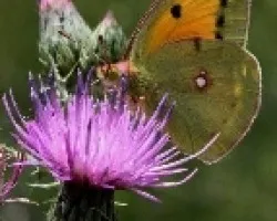 C. Croceus