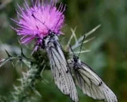 Aporia crataegi