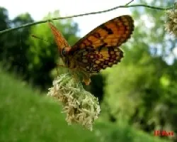 La puesta de huevos de una mariposa